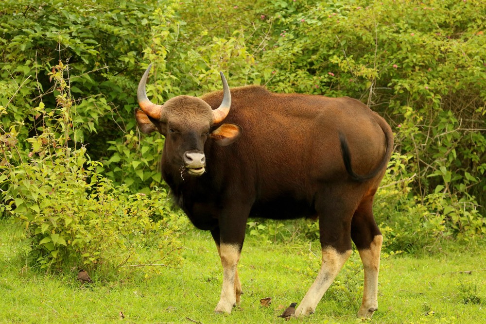 Bandipur-Nationalpark und die Bergketten des Nagarhole-Nationalparks