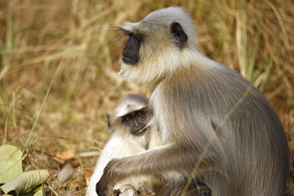 Eine Langur-Mutter hält ihr Junges sanft im Arm