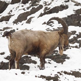 Der Himalaya-Tahr (Hemitragus jemlahicus) (oder Himalaya-Thar) auf den schneebedeckten Felsen