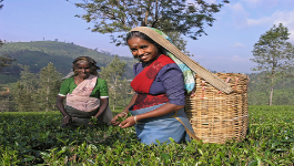 Traditionelle Damen pflücken Tee in den Hügeln von Kerala in Südindien