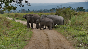 Bewohner des Kaziranga-Nationalparks. Elefant. Der Kaziranga-Nationalpark liegt im ostindischen Bundesstaat Assam