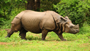 Großes indisches Panzernashorn im Kaziranga-Nationalpark im Bundesstaat Assam