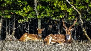 Sundarban Hirsch schöne Morgenpose