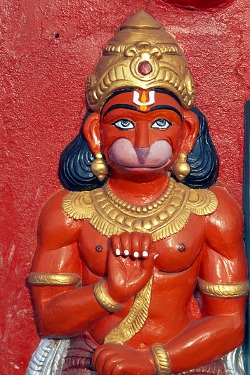 Affengott – Indien Reise + Assam Reise